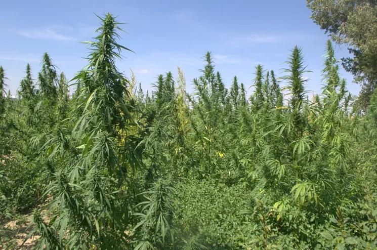 Ten Cool Facts About Hemp From the NoCo Expo