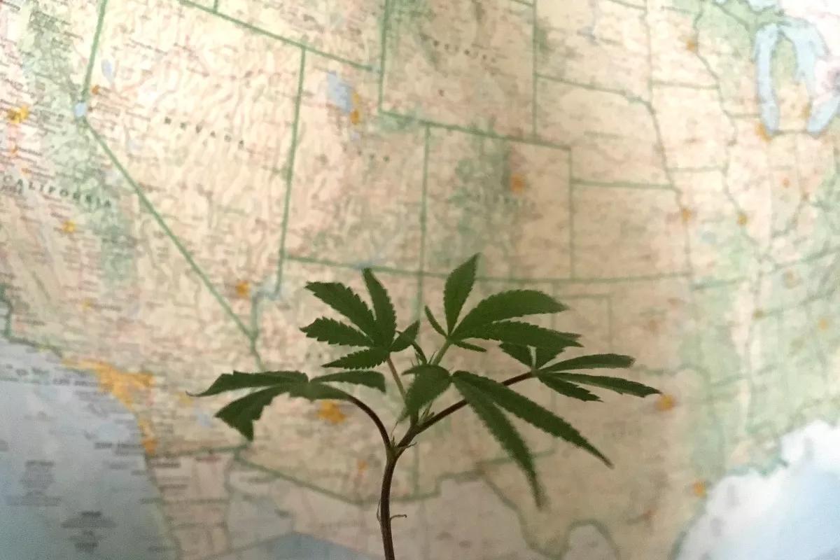 More States Consider Legalizing Marijuana, Approving MMJ