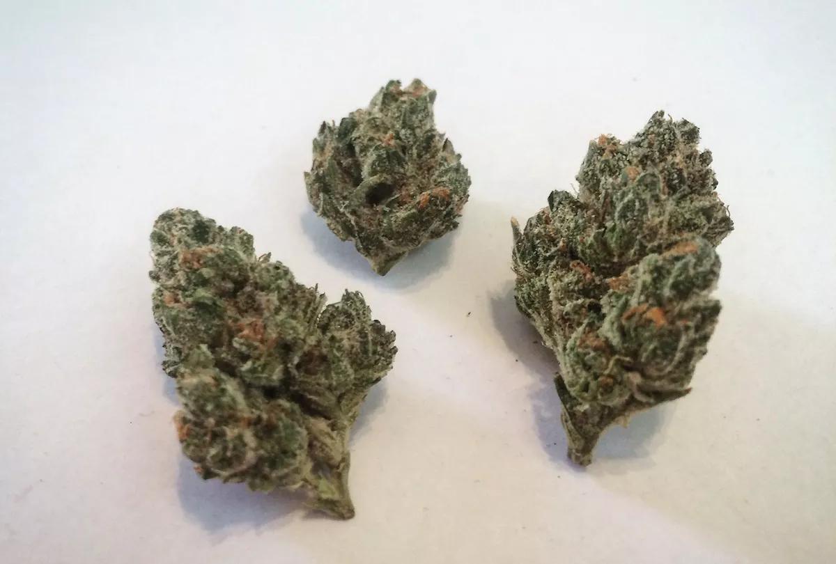 Why Colorado Tokers Love Race Fuel OG