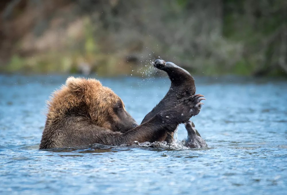 Conservationists Sue Feds Over Controversial Plan to Kill Bears and Mountain Lions