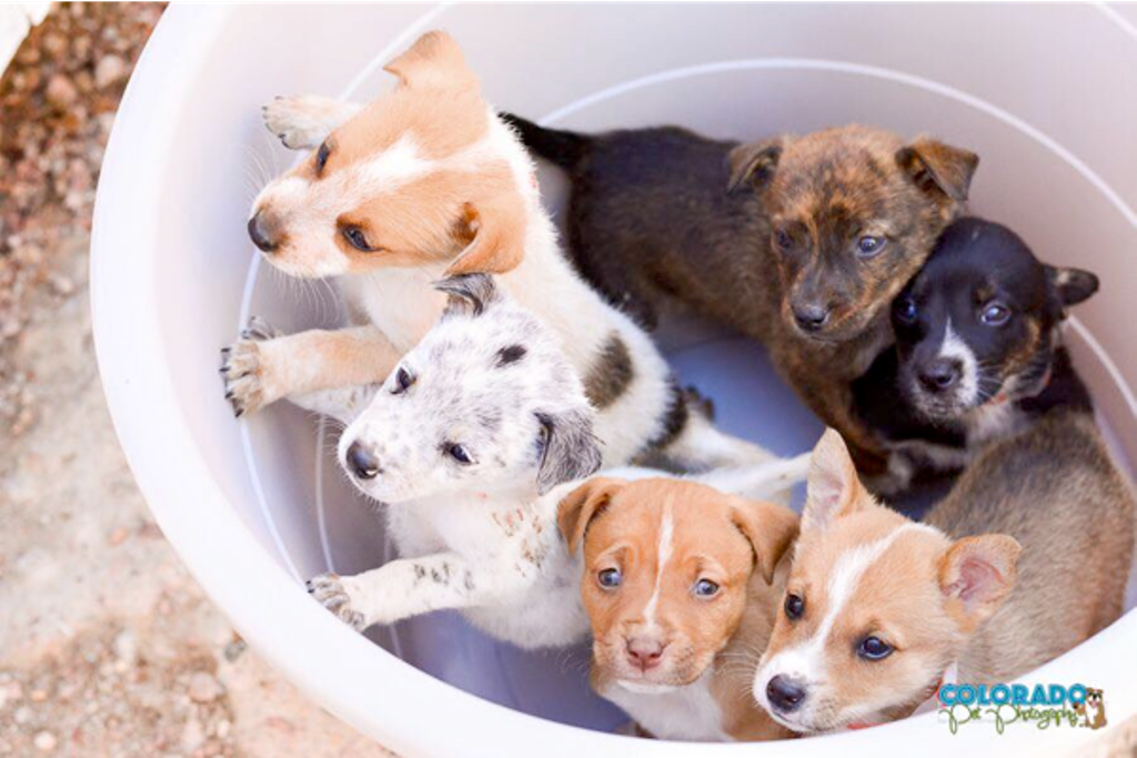 Denver’s Seven Tastiest Events This Weekend (Plus a Side of Adorableness)