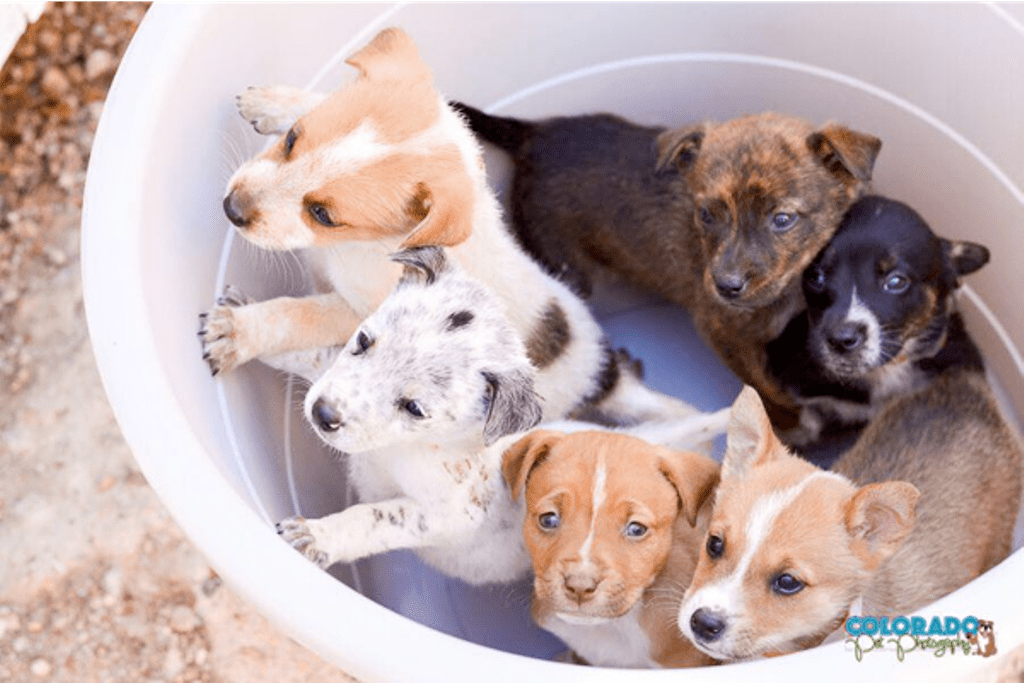Denver’s Seven Tastiest Events This Weekend (Plus a Side of Adorableness)