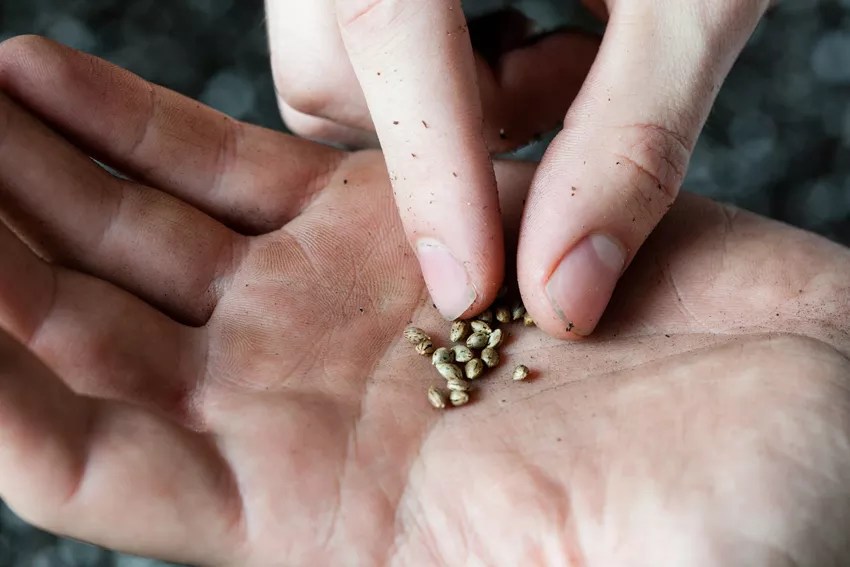 Fantastic Seeds and Where to Find Them: Buying Marijuana Seeds in Denver