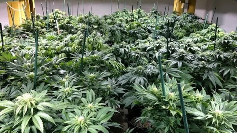 Is Colorado Trying to Criminalize Medical Marijuana Caregivers?