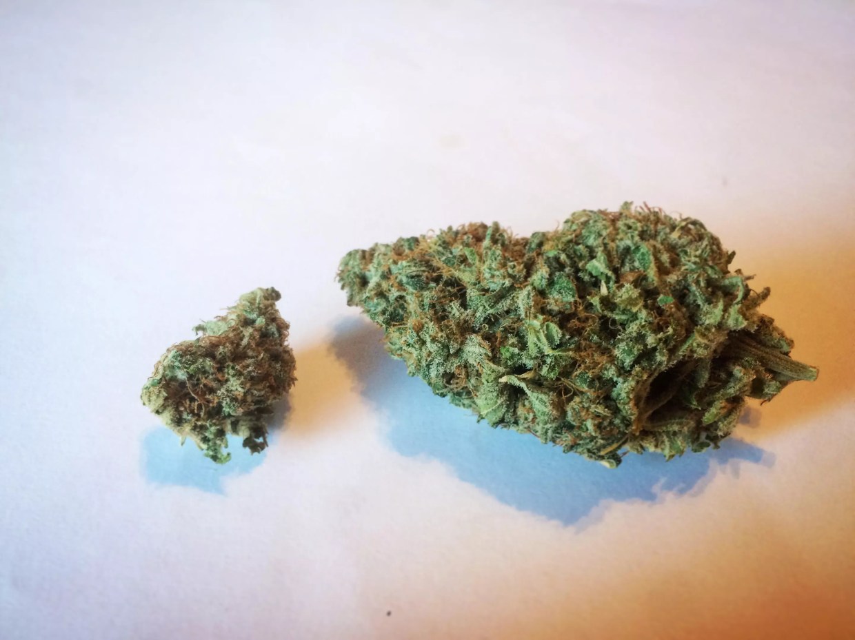Why Colorado Tokers Love The Cough