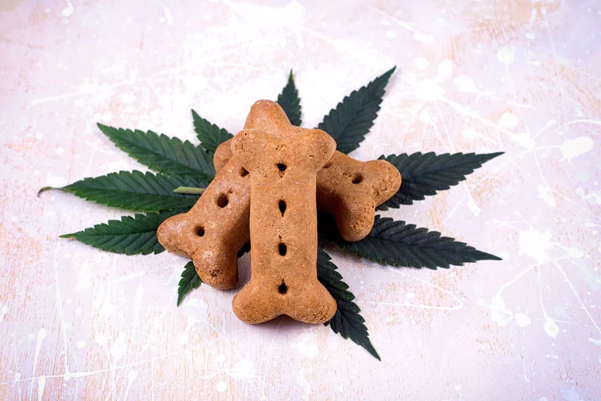 Pot for Pets: Veterinarians, Owners Endorsing MMJ Treatments