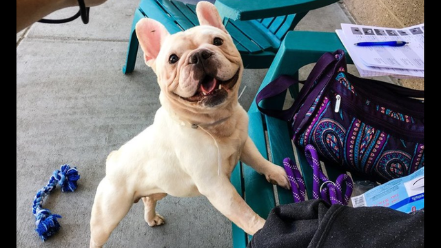 The French Bulldog Hoarder Was My Neighbor!