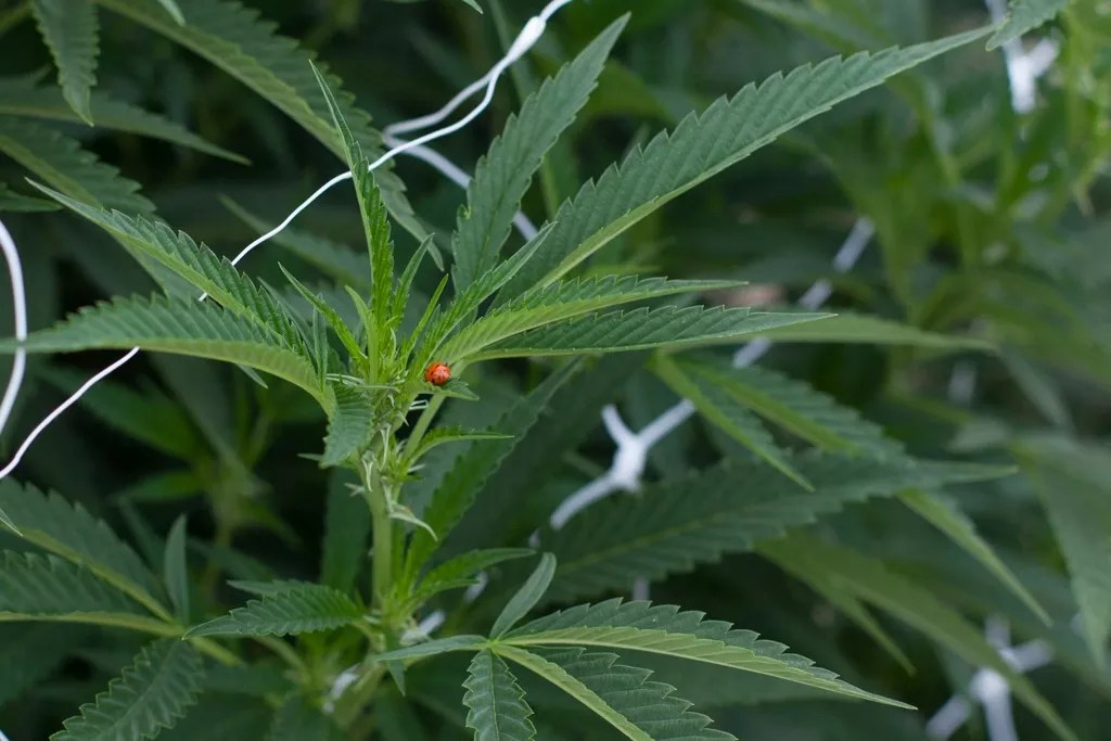 Weed Porn: Growing in the Great Outdoors