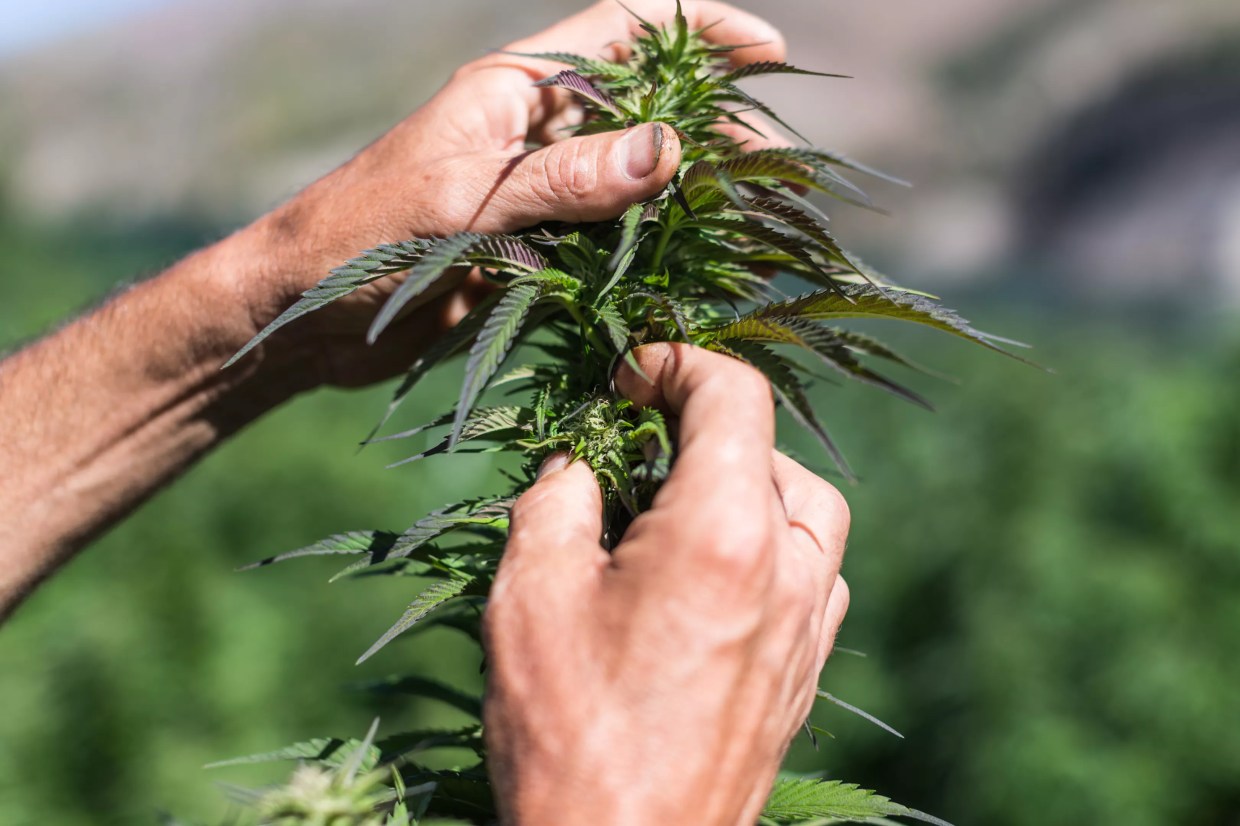 October Marks Eightieth Anniversary of Cannabis Prohibition