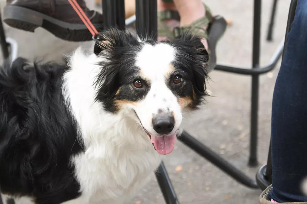 Stirring the Pot: Do Dogs and Dining Mix?