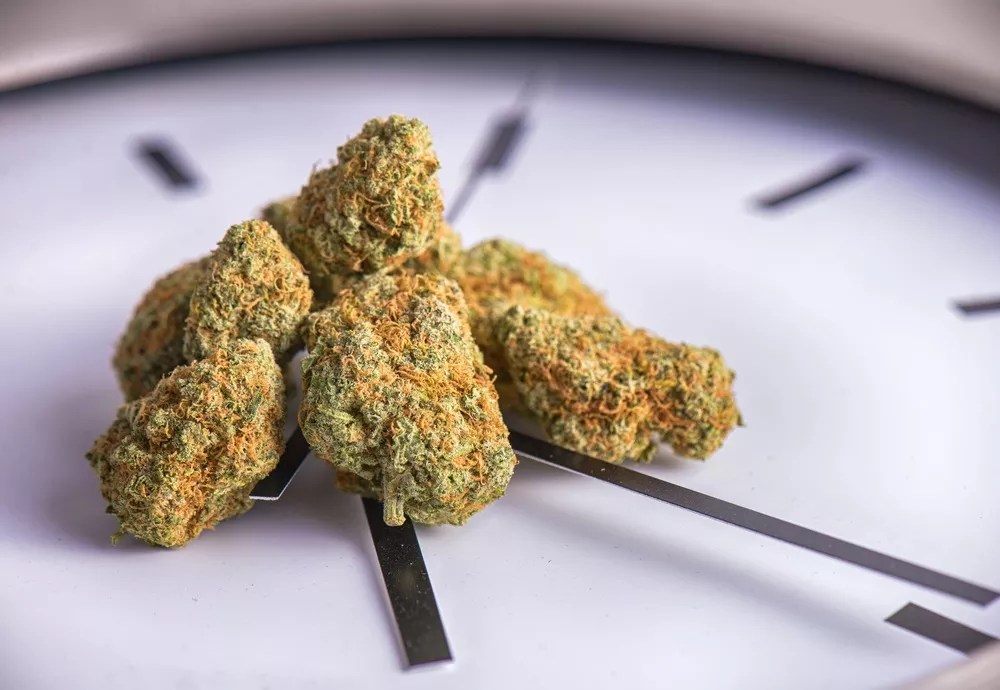 Marijuana Insiders Discuss Past, Present and Future of Colorado Pot