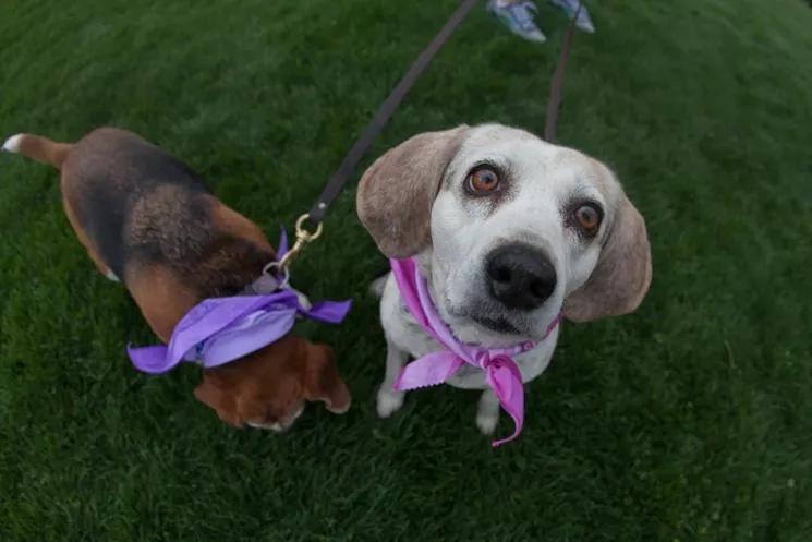 Reader: If You’re Afraid of Dogs, Why Would You Be a Mailman?