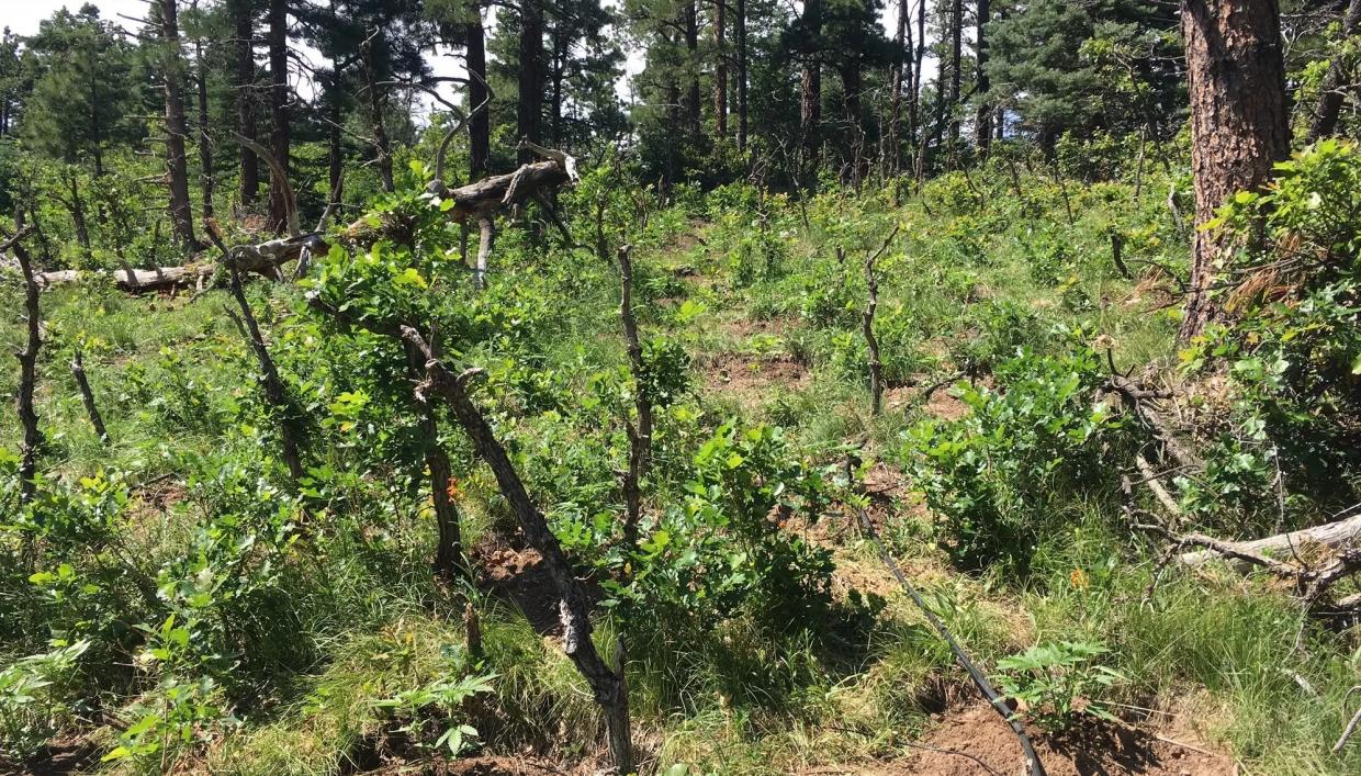 Visit Colorado’s Number-One Spot for Busting Foreign Marijuana Growers