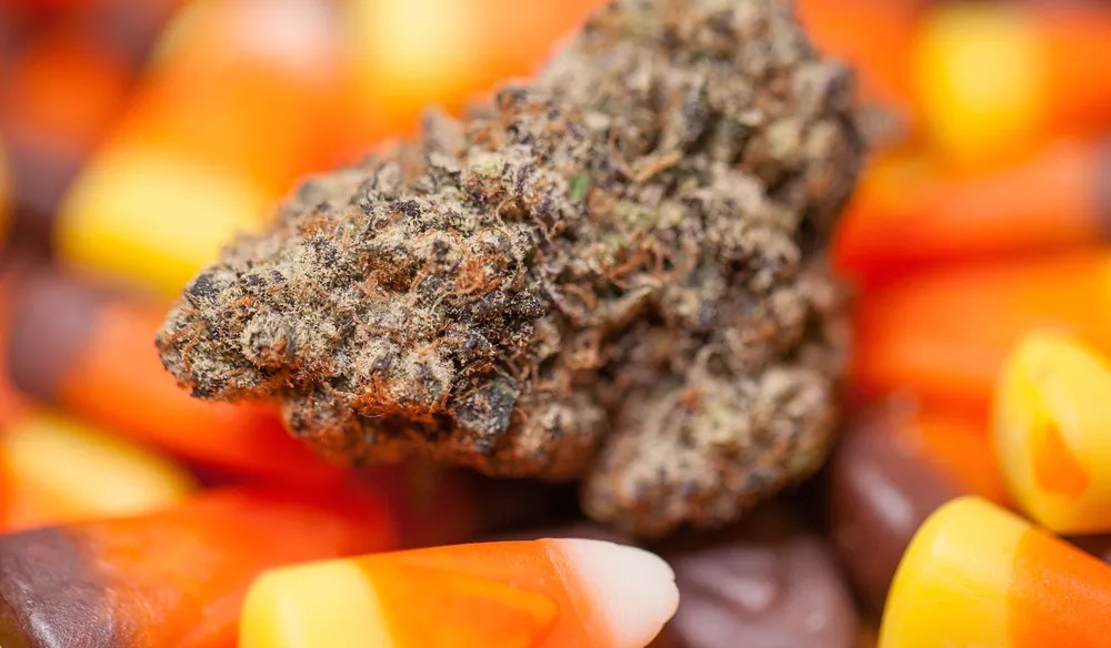 Six Favorite Pot Products for Fall