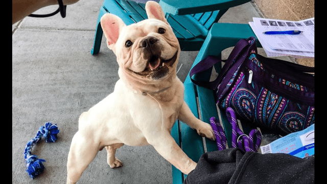 Frenchie Hoarder’s Home Under Contract After Being on Market for Two Weeks