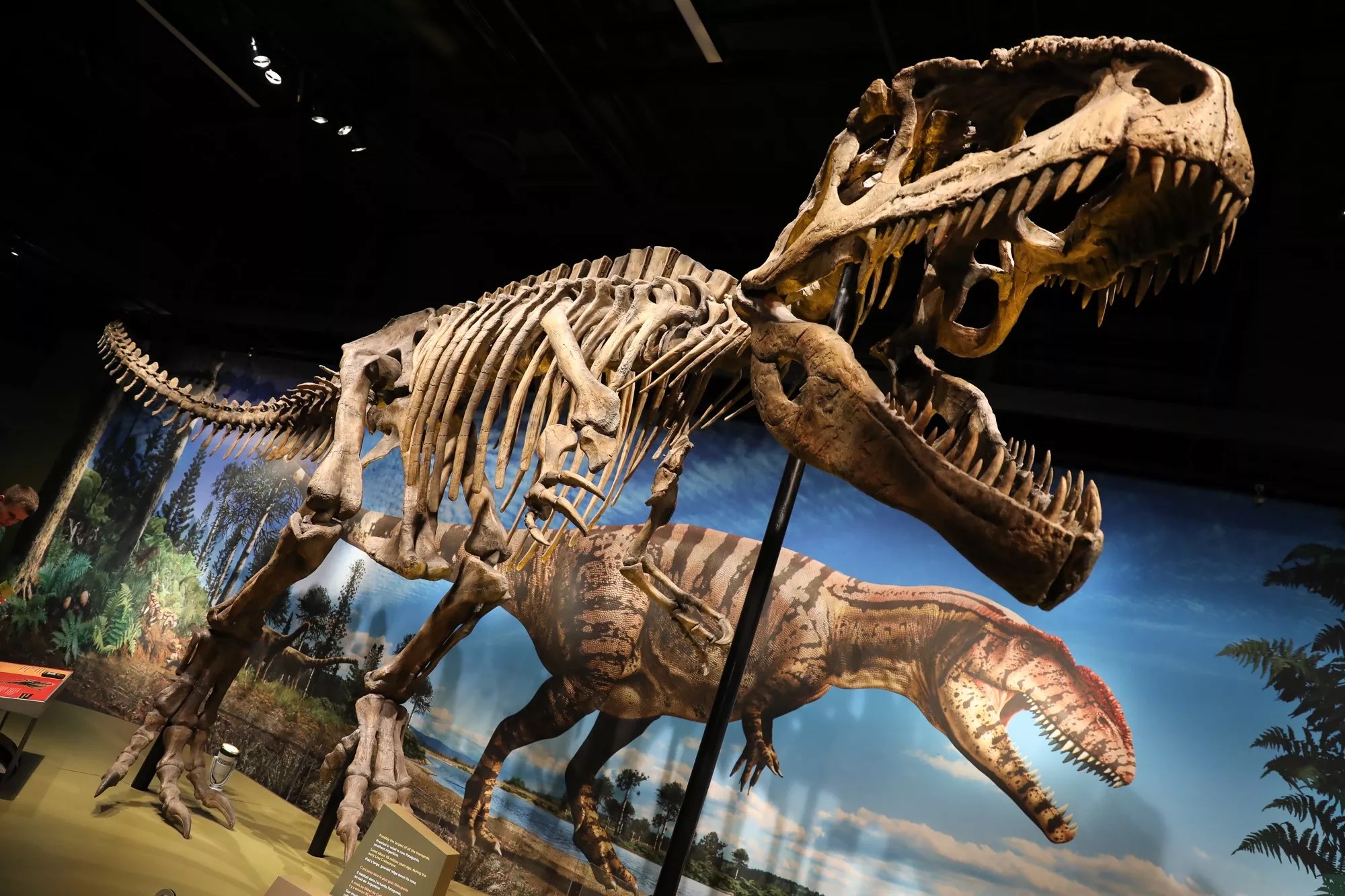 skeleton of dinosaur