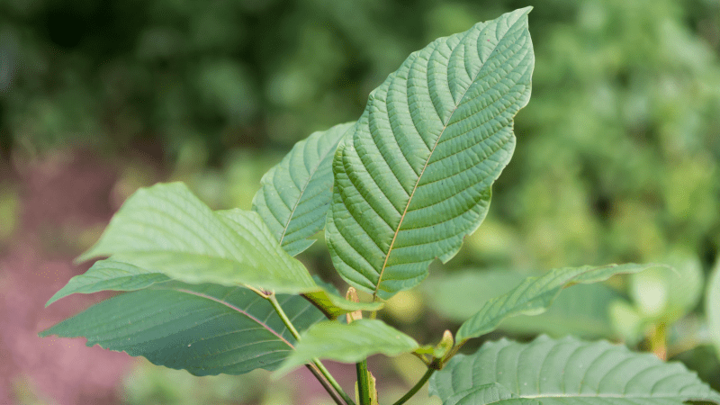 If Kratom Sales Are Banned, Advocate Says, Users May Go Back to Heroin