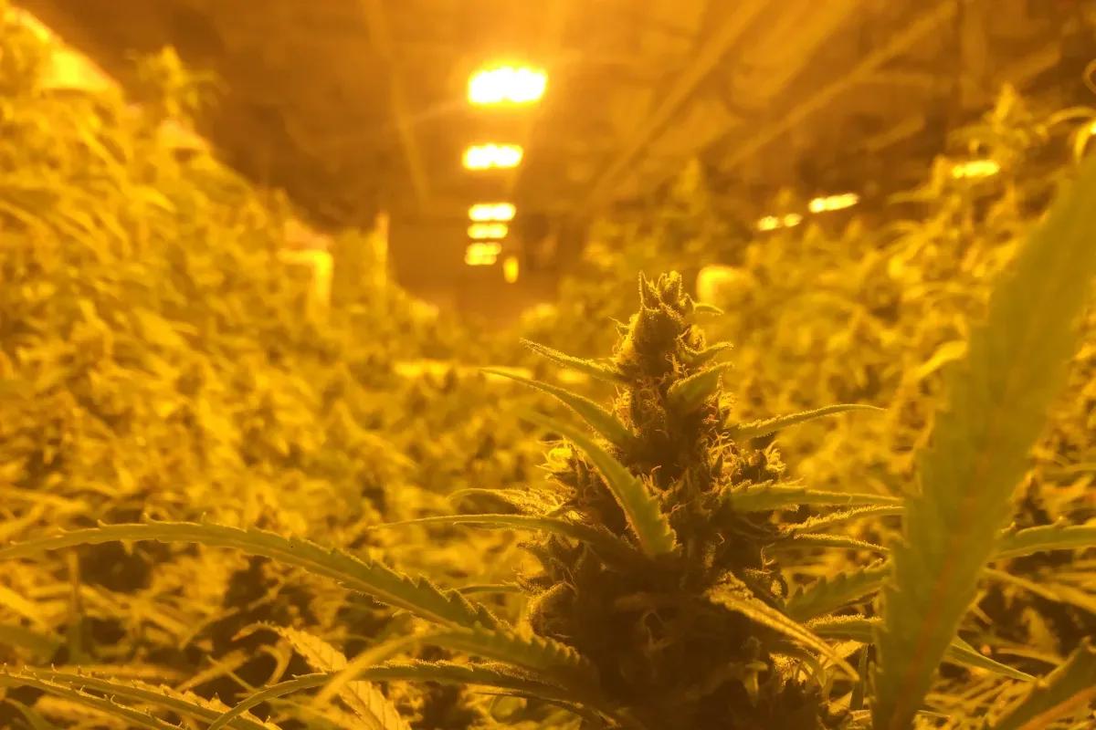 Inside the grow room of now-closed cannabis facility in Colorado Springs.
