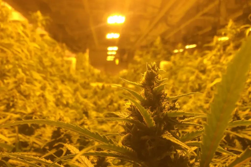 Inside the grow room of now-closed cannabis facility in Colorado Springs.
