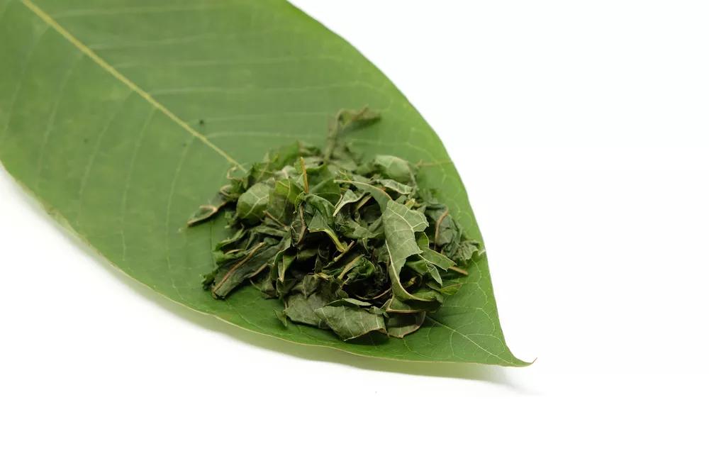 Reader: If Kratom Is Made Illegal, I Will Be Forced to Live in Pain