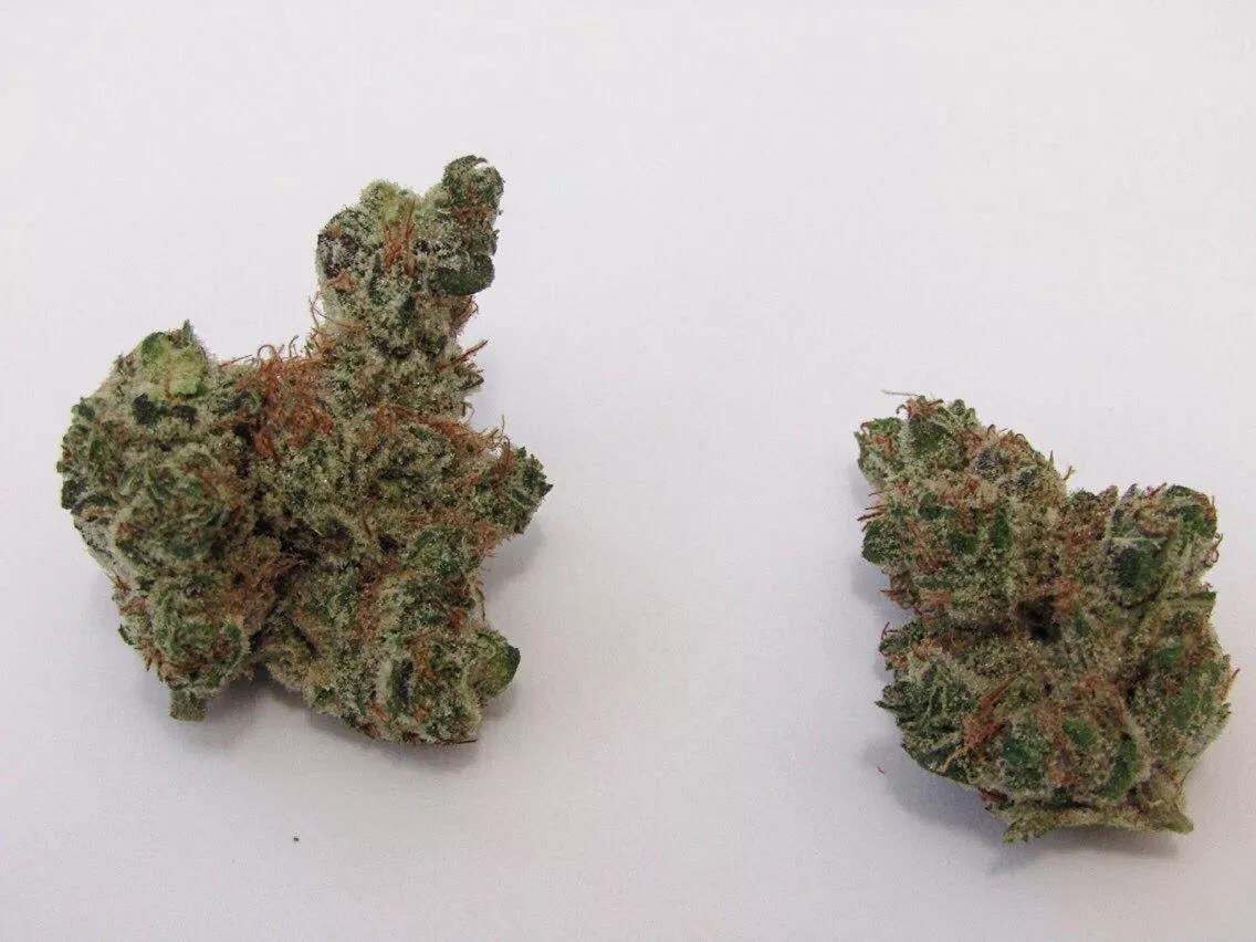 Why Colorado Tokers Love Cactus Breath