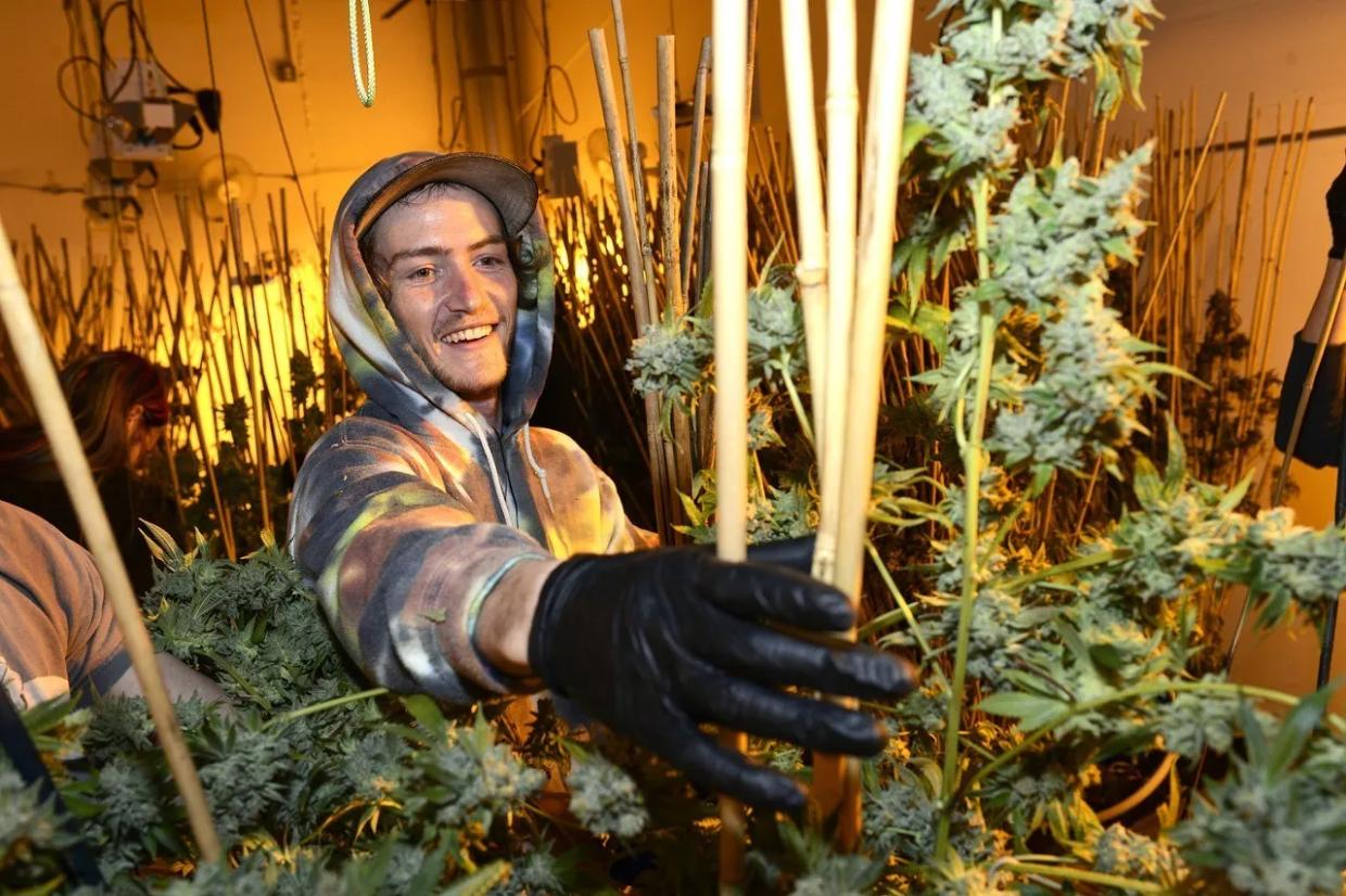 U.S. Attorney Robert Troyer: Pot Prosecutions Not Expected to Rise in Colorado