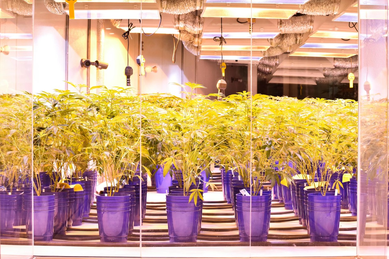 New Bill Calls for Tracking Agent to Be Applied to Marijuana, Hemp