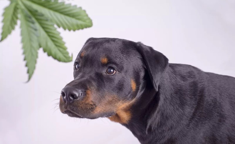 rottweiler and a marijuana leaf