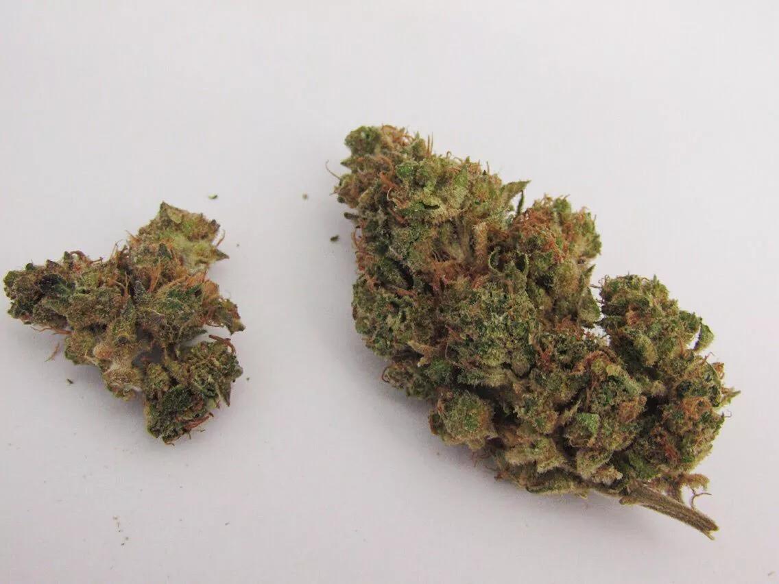 Why Colorado Tokers Love Opium