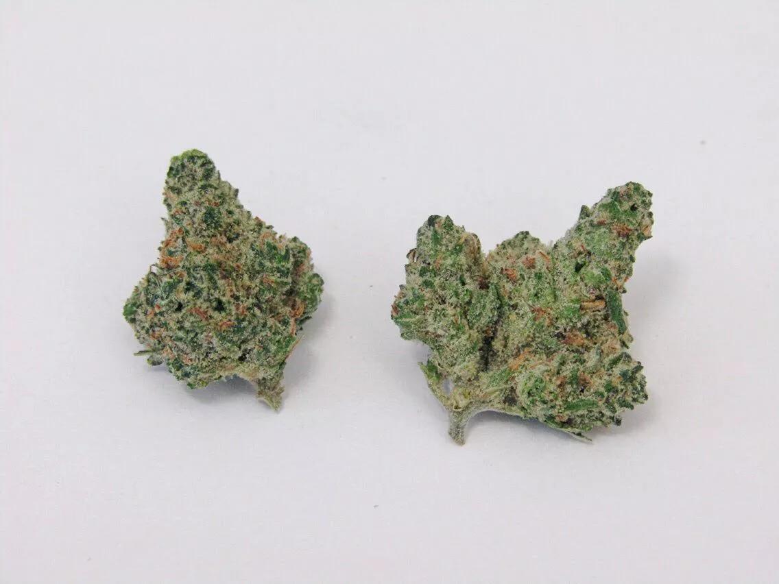 Why Colorado Tokers Love Alien Dream