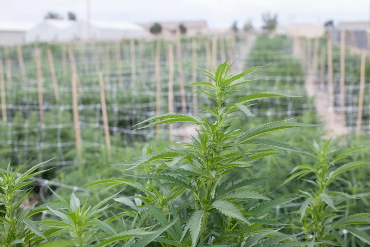 Koch Brothers Criticize Trump Administration Over Legal Pot