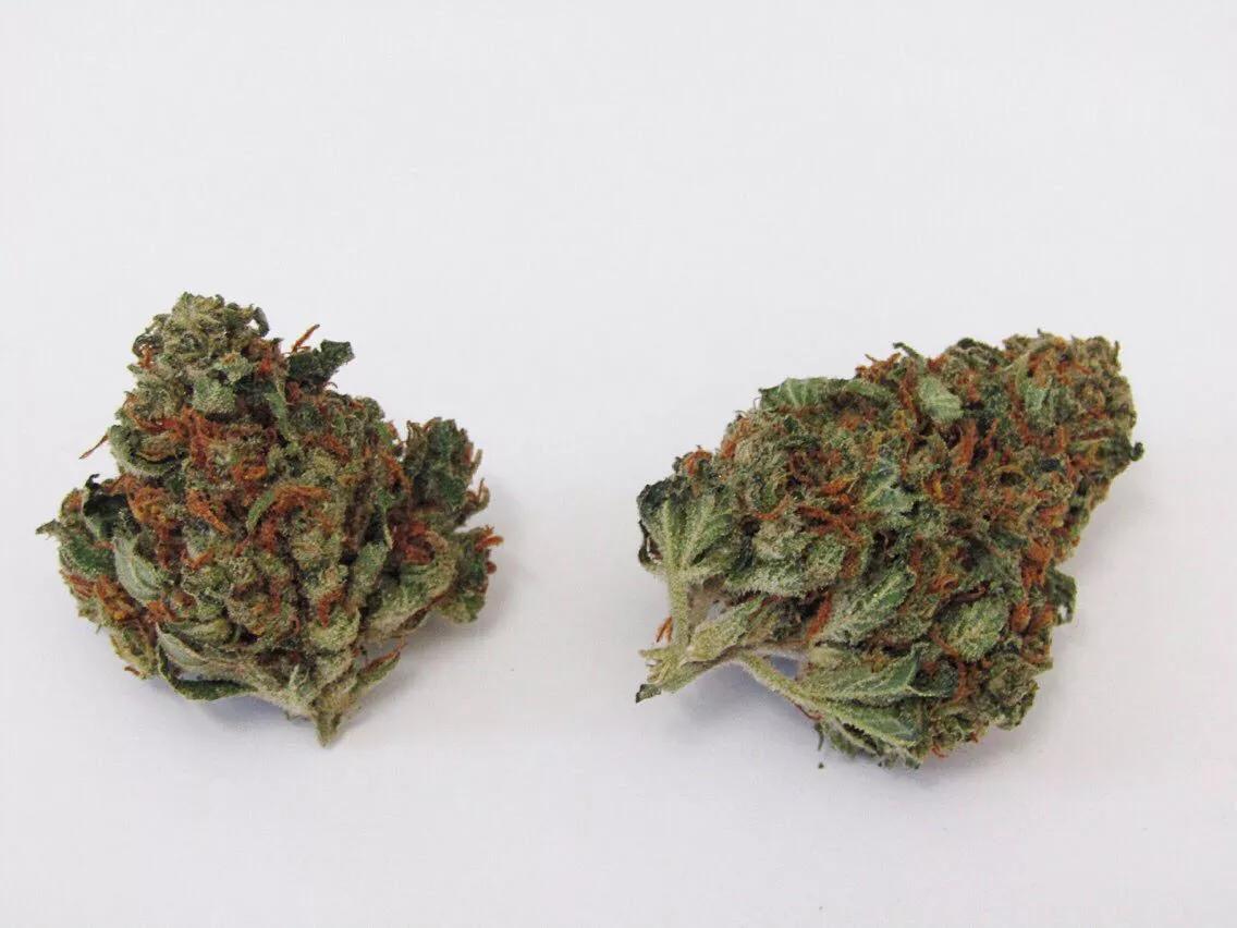 Why Colorado Tokers Love Blue Dragon