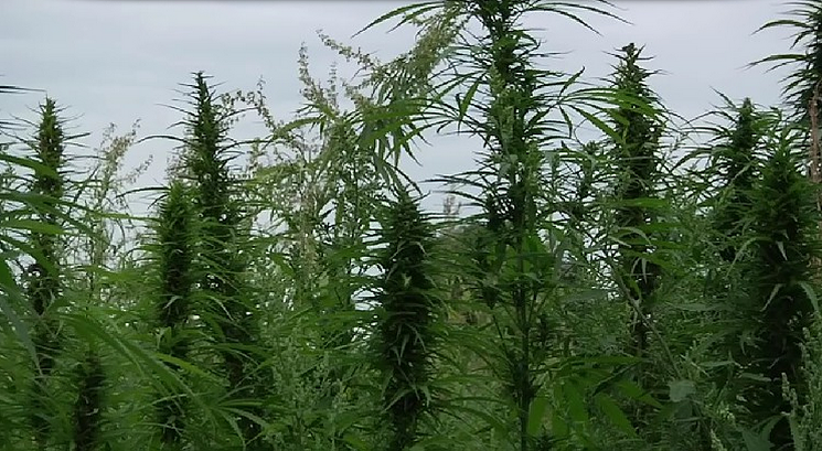 Colorado’s Most Anti-Pot Newspaper Launches New Attack on Marijuana