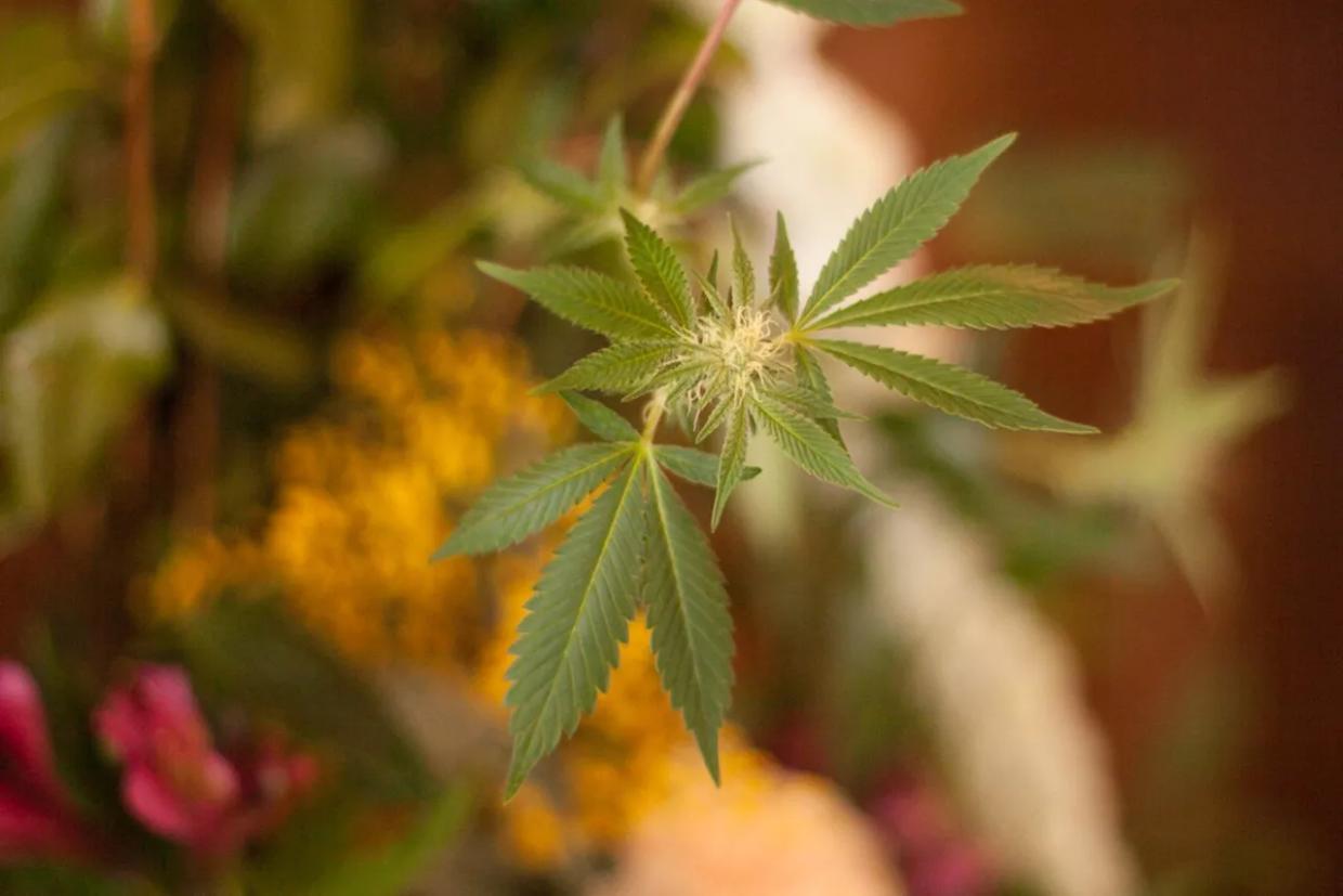 Enjoy a Night Inside With These Five Funky Hybrids
