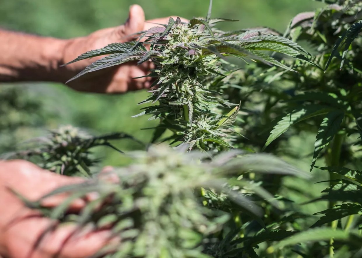 Five Ways to Treat Severe Pain With Cannabis