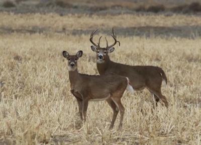 Voters could adopt a right to hunt and fish