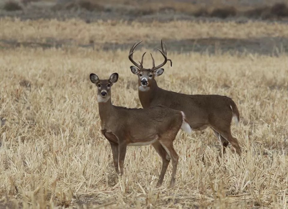 Could Rocky Flats or Rocky Mountain Arsenal Refuges Allow Hunting?