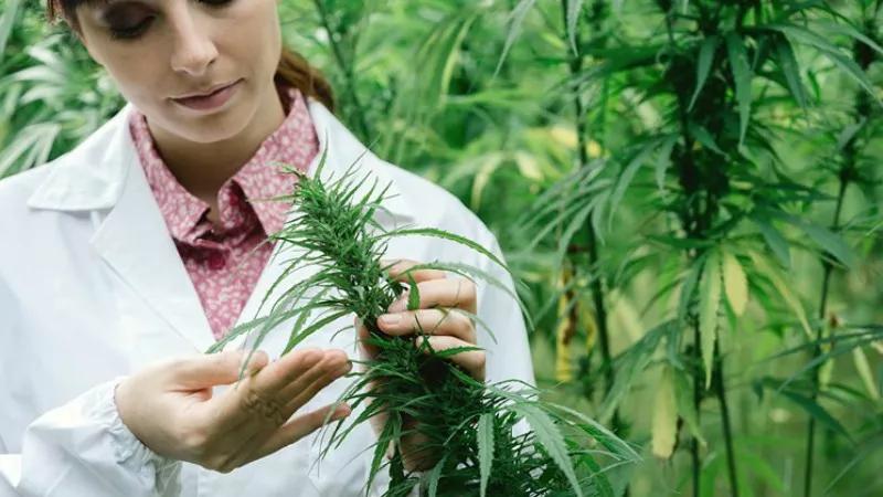 Medical Marijuana in Colorado Ten Years After the First Big Boom