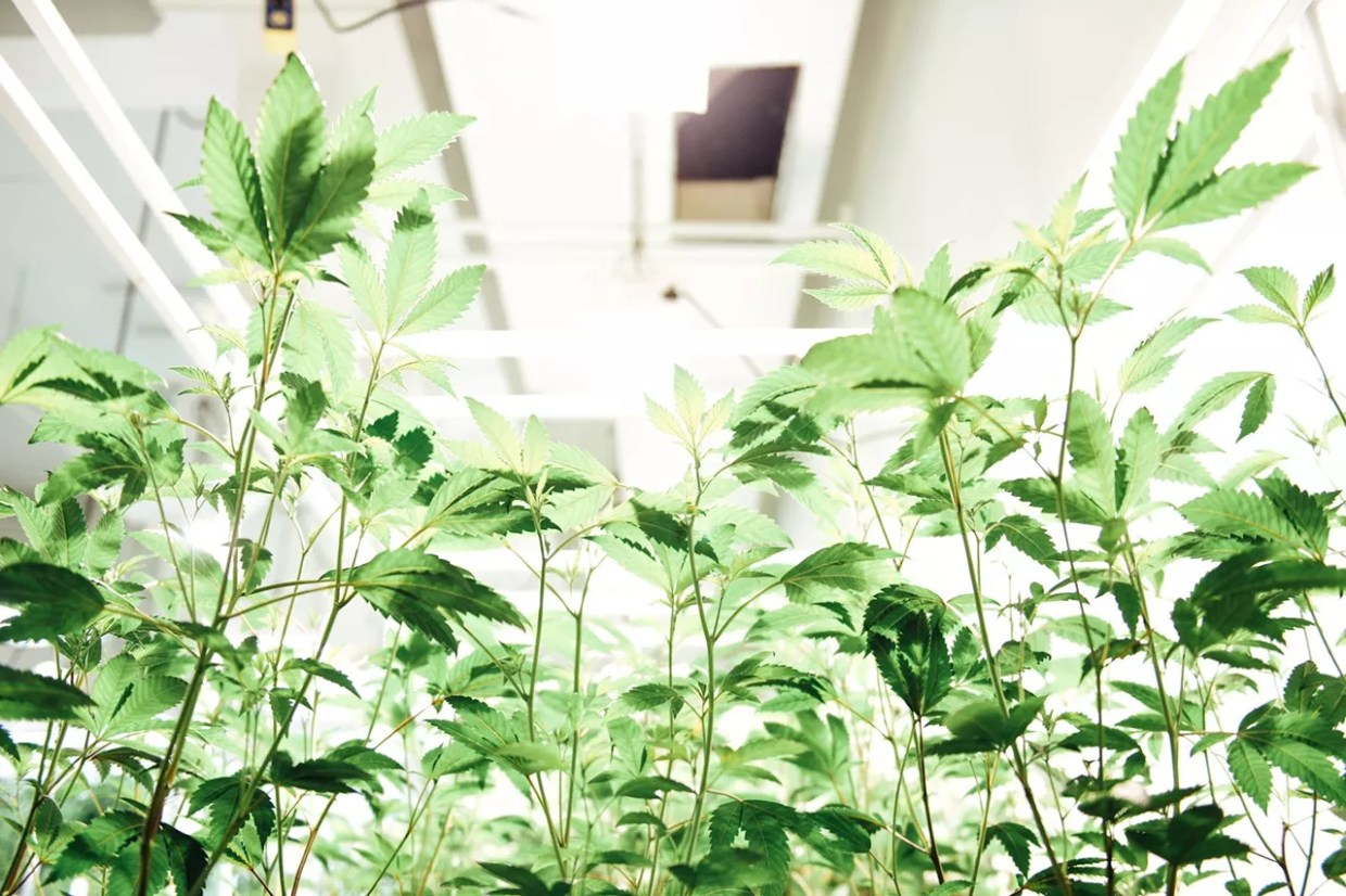 Controversial Marijuana Tracking Bill Dies in Legislature for Second Time