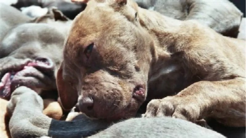 Pit Bull Advocates Hope Ban’s End in Castle Rock Will Help Stop the Slaughter
