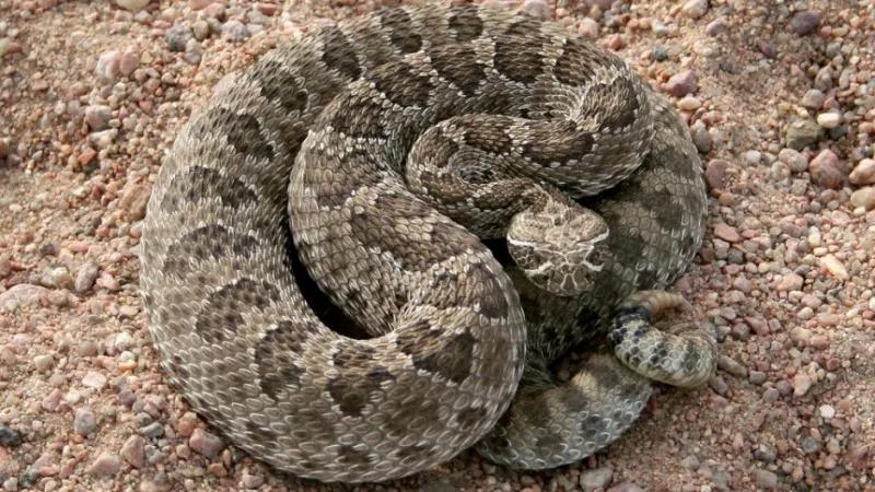 Rattlesnake Season in Colorado: Six Tips to Stay Safe