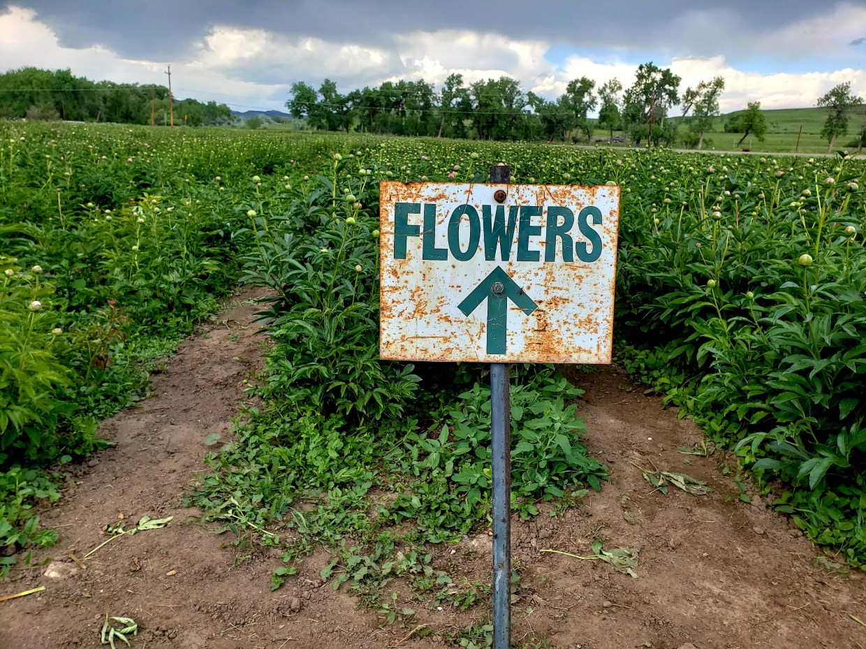 Know Your Farmer: The Fresh Herb Co. Is a Growing Concern in Longmont
