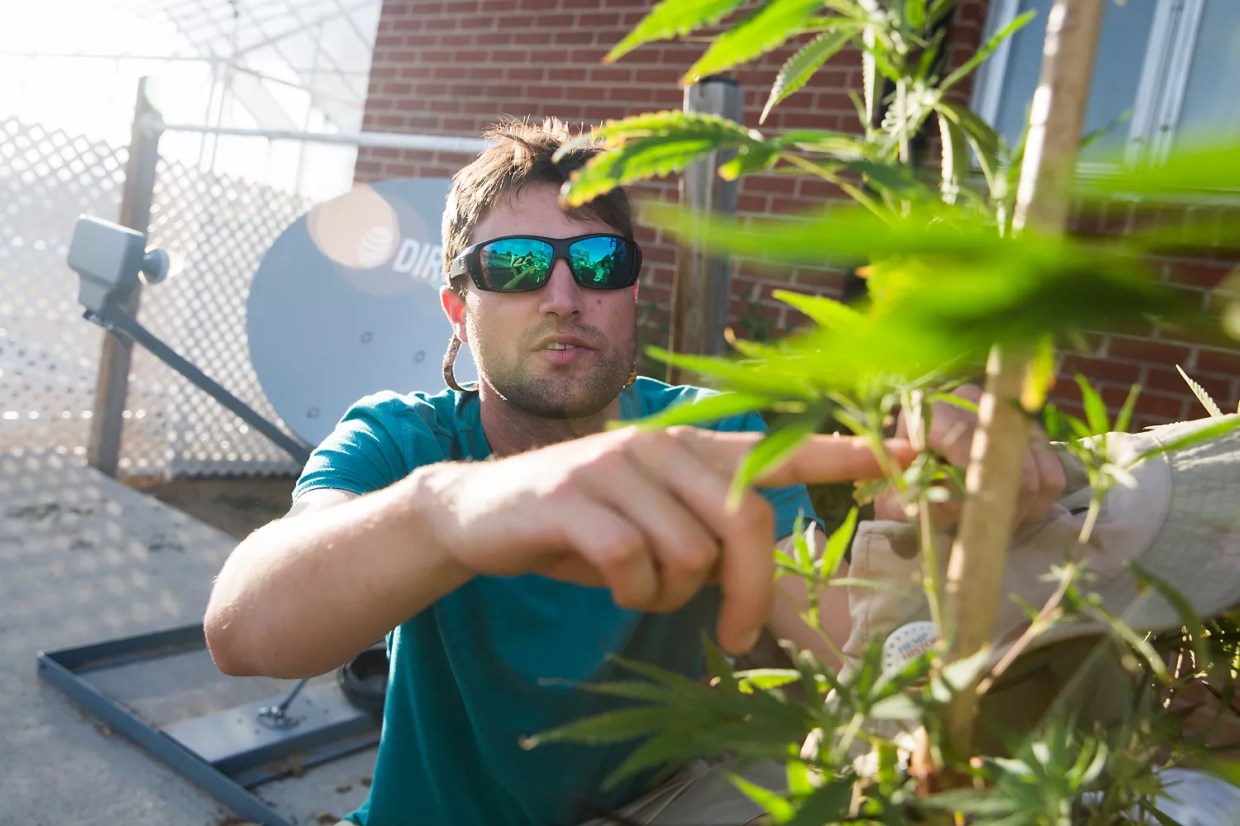 Colorado Loosens Hemp Testing Restrictions