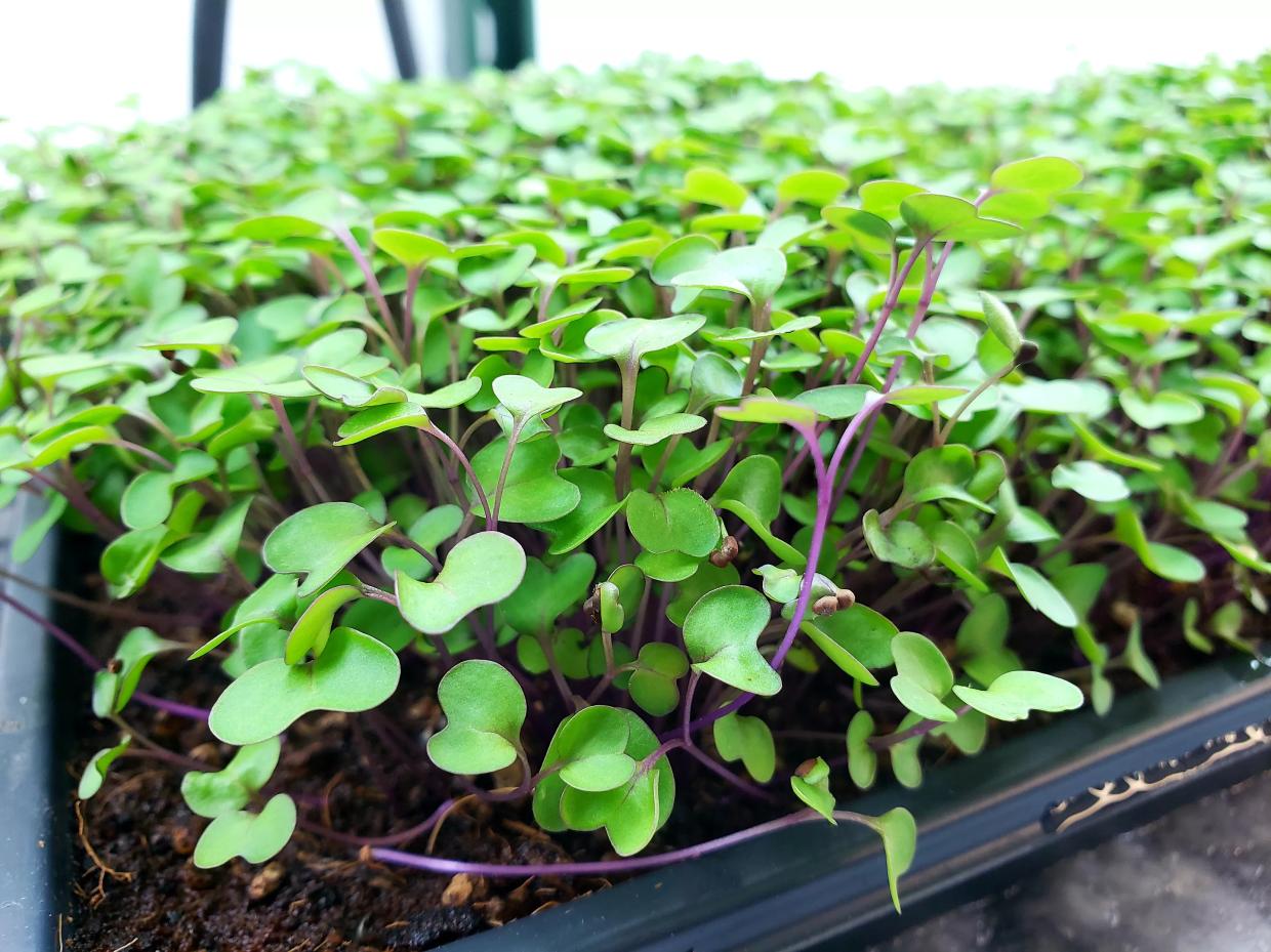 Know Your Farmer: Micro-Greens From Topping Out Farms