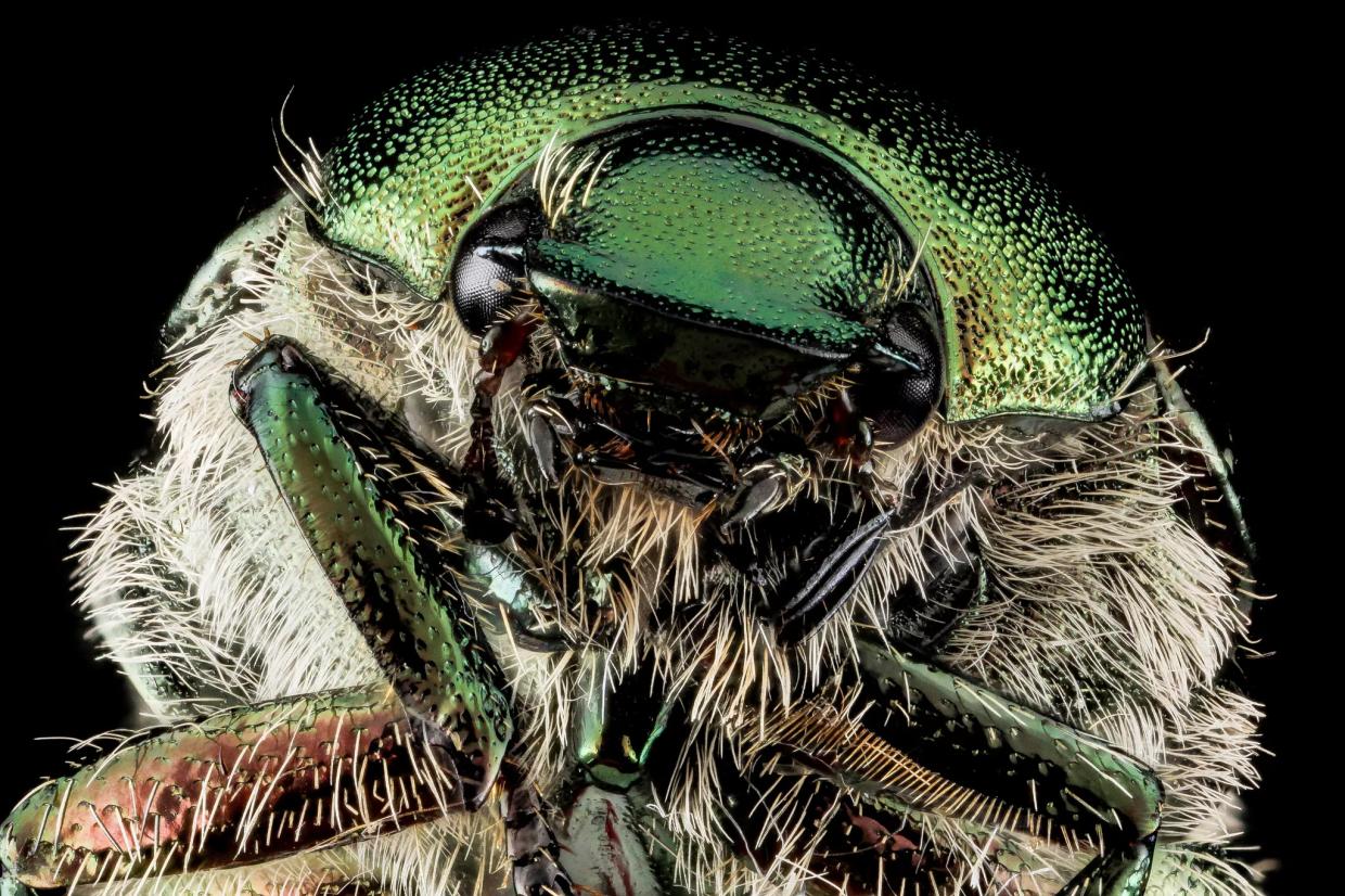 Seven Alternative Ways to Deal With Japanese Beetles