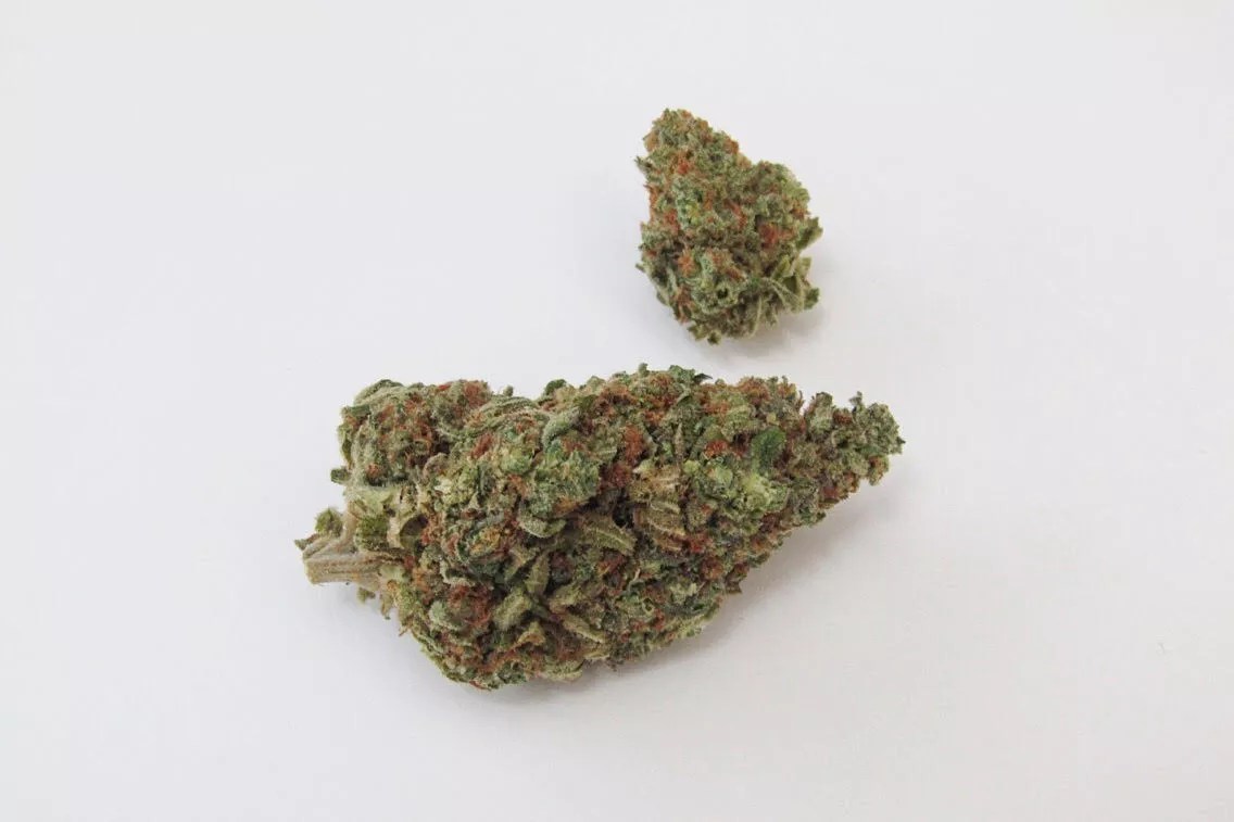 Why Colorado Tokers Love Great White Shark