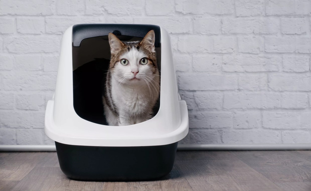 Are Little Creatures in Cat Poop Controlling Our Minds?