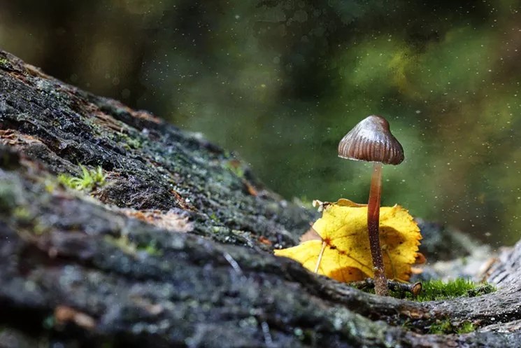 Op Ed: Kicking Down the Doors of Perception Regarding Psilocybin