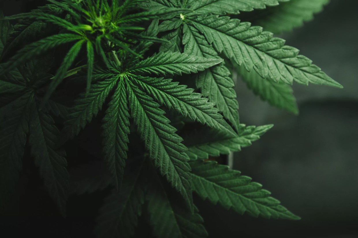 Couple’s Wash Park Home Seized, Wife Jailed, Over Four Pot Plants