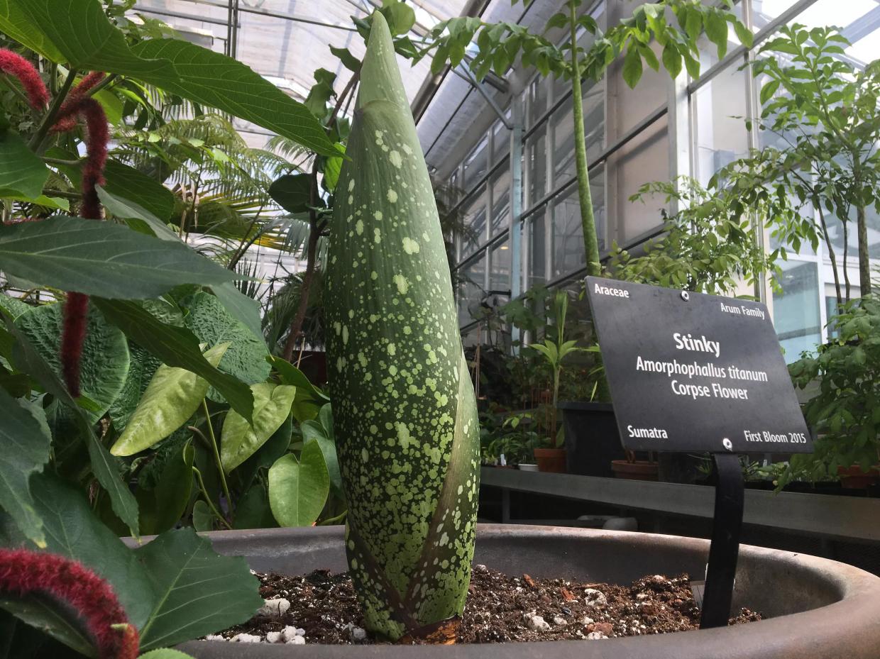 The Denver Botanic Gardens Prepares for a Big Stink